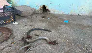 Siverek’te yılan avı felaketle bitti
