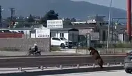 Antakya caddelerinde kurbanlık keçi paniği