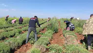Edirne’de kıraç topraklar lavanta bahçesine dönüştü