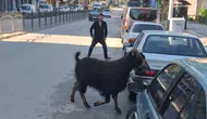 Amasya trafiğini karıştıran kurbanlık keçi dükkanları birbirine kattı