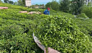 Rize’de çay sezonu açıldı üretici bahçeye indi