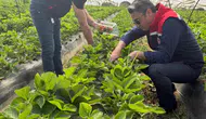 Koçarlı çileklerinde hasat öncesi zehirli madde denetimi