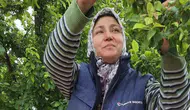 Sarıgöl'ün bağlarında bu yıl meyve bereketi yaşanıyor