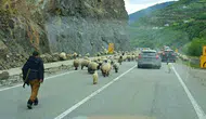 Gümüşhane yollarında binlerce koyunun zorlu yayla göçü başladı