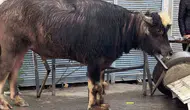 Iğdır sokaklarında kontrolden çıkan manda dehşet saçtı