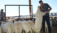 Mardin Kızıltepe hayvan pazarında son dakika kurban pazarlığı