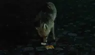 Kars sokaklarında beklenmedik misafir