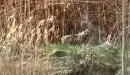 Malatya Darende’de kurt paniği mahalleliyi sokağa döktü