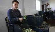 Aydın’da enginar hasadı kazancıyla şaşırtıyor