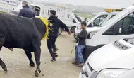 Diyarbakır hayvan pazarında kaçan kurbanlık boğa paniği