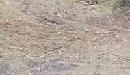 Tunceli dağlarında sürpriz karşılaşma