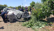 Manavgat'ta virajı alamayan otomobil avokado bahçesine devrildi