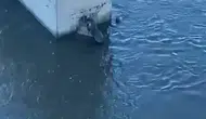 Kura Nehri kıyısında nadir görülen su samuru objektiflere yansıdı