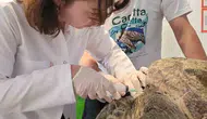 Kuşadası açıklarında yaralanan caretta carettaya acil müdahale