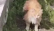 Erzincan’da kanatlı gibi görünen kedi görenleri şaşırttı