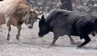 İspir’de boğa güreşleri meydanı coşturdu
