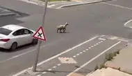 Diyarbakır caddelerinde kurbanlık koyun paniği