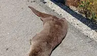Siverek kırsalında şaşırtan su samuru ölümü