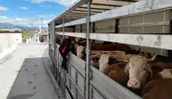 Erzincan yollarında kurbanlık hayvan trafiği mercek altında