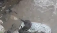 Düzce şehir merkezinde su samurları objektiflere yakalandı