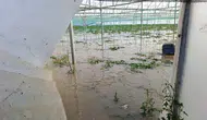 Amasya'da Yeşilırmak taştı çiftçinin ürünleri sular altında kaldı
