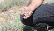 Toprağın altındaki altın dolaman mantarı servet kazandırıyor