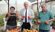 İncirliova’da yerli domates hasadı başladı
