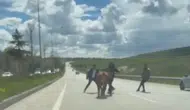 Erzurum caddelerinde kurbanlık paniği
