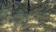 İznik sokaklarında sarı yılan alarmı