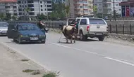 Kurbanlık dana İnebolu sokaklarını birbirine kattı