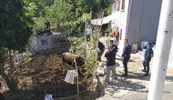 Rize sokaklarında kurbanlık boğa kovalamacası