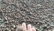 Bozdoğan’da salep mesaisi denetimle başladı