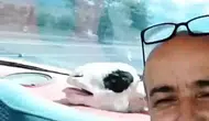 Niğde sokaklarında kurbanlık koyunla sıra dışı yolculuk