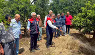 Mersinli üreticiye meyve sineği için ilaç desteği geldi