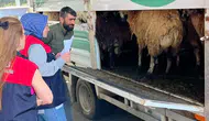 Elazığ yollarında kurbanlık sevkiyatına sıkı denetim