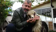 Trabzonlu işletmecinin gölgesi gibi peşinden ayrılmayan kuzu