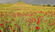 Şırnak yolunda kırmızı örtü sürprizi