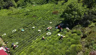 Karadeniz'de çay mesaisi geç başladı