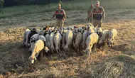 Jandarma sürüyü dronla havadan tarayıp buldu