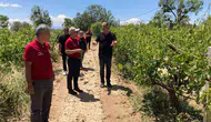 Çal Ovası’nda dolu felaketi tarımı vurdu