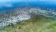 Akgöl yeniden canlandı flamingolar bölgeye geri döndü