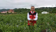 Ordu fındığa alternatif olarak maviyemiş hasadına başladı