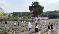 Osmaniye lavanta tarlalarında mor renkli hasat zamanı
