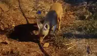 Çankırı merkezinde gece yarısı beklenmedik misafir