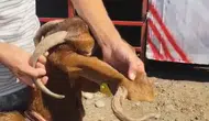 Osmaniyeli besicinin keçisi görenleri hayrete düşürdü