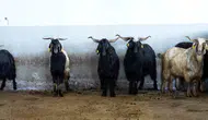 Tekirdağ Büyükşehir mezbahalarında bayram mesaisi sona erdi