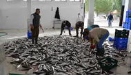 Ege Bölgesi yavaşlarken Muğla ihracatını büyütmeyi başardı