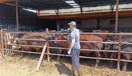 Şuhut ilçesine getirilen ithal hayvanlar yakın takibe alındı