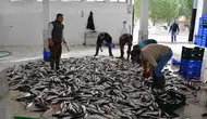 Muğla ekonomisi ihracatta vites düşürmedi