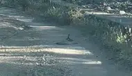 Bingöl’de yoldan geçenler yılanların çiftleşme dansıyla karşılaştı